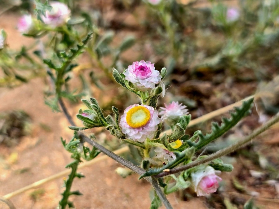 Commercial Property for Sale in Hotazel Rural Northern Cape